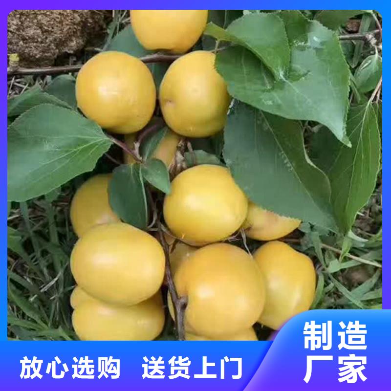 杏桃树苗保障产品质量