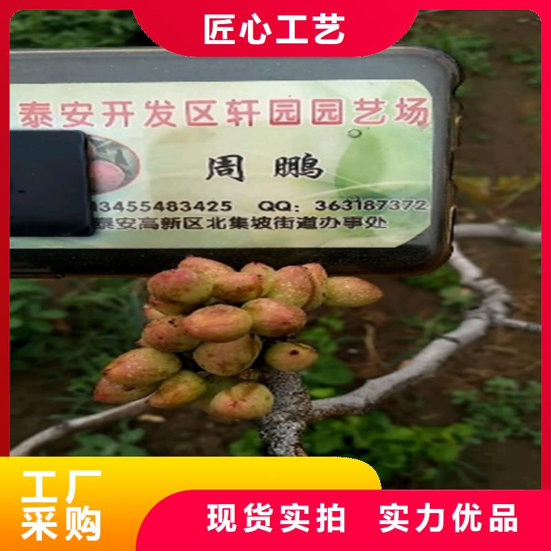 开心果批发价格