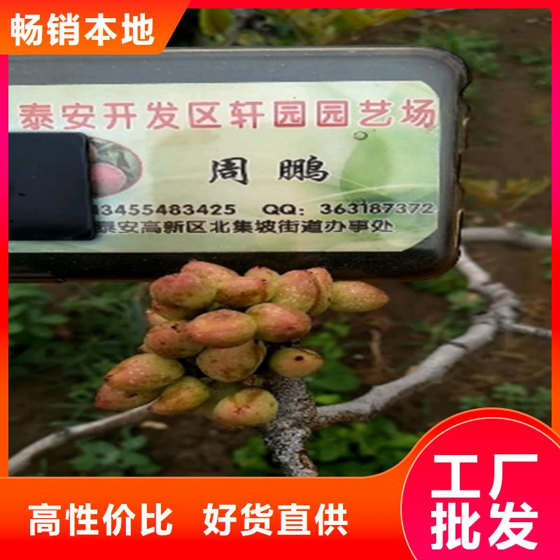 开心果苗种植管理技术