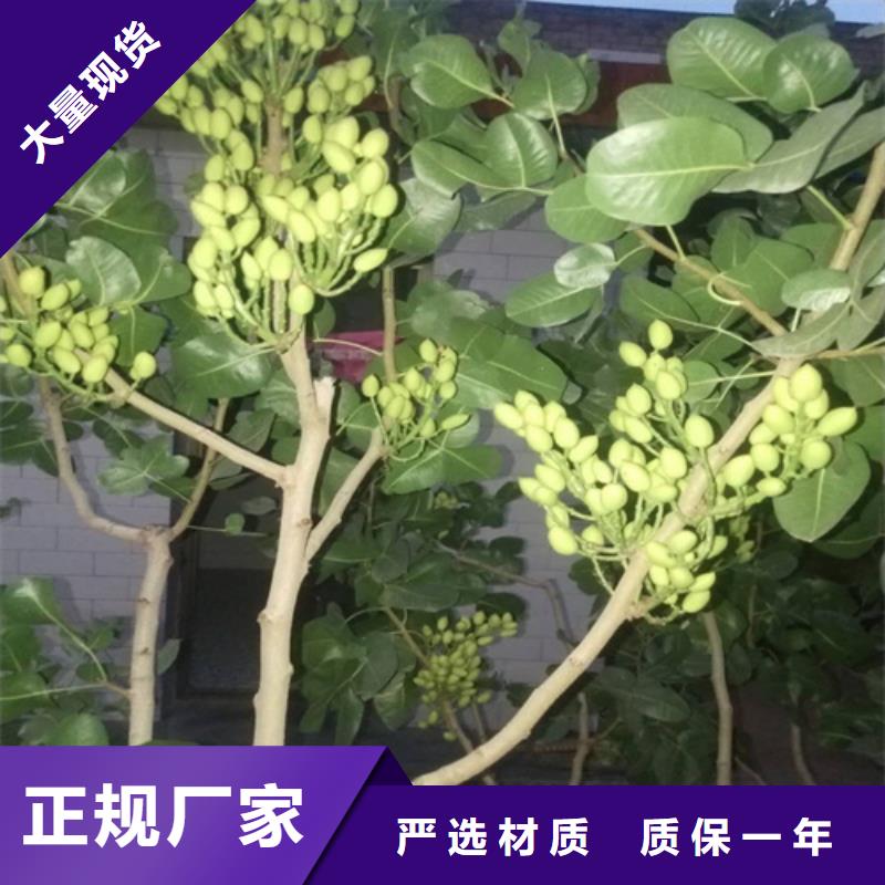 开心果苗适合种植地区