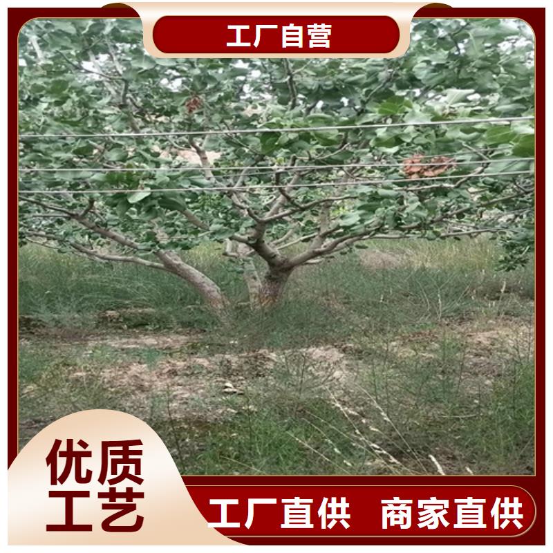 开心果树苗种植基地