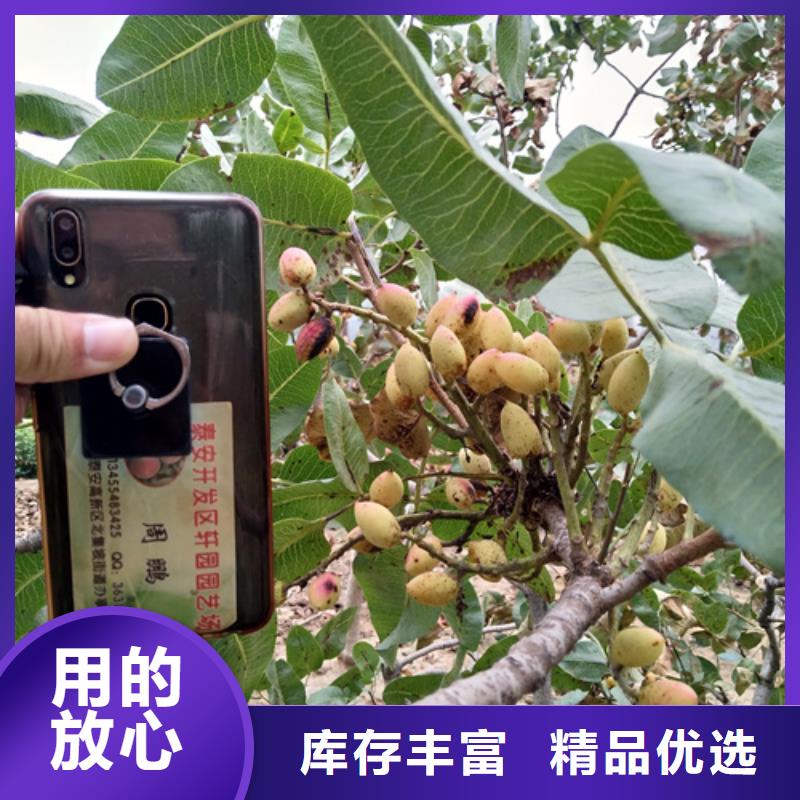 开心果苗种植技术