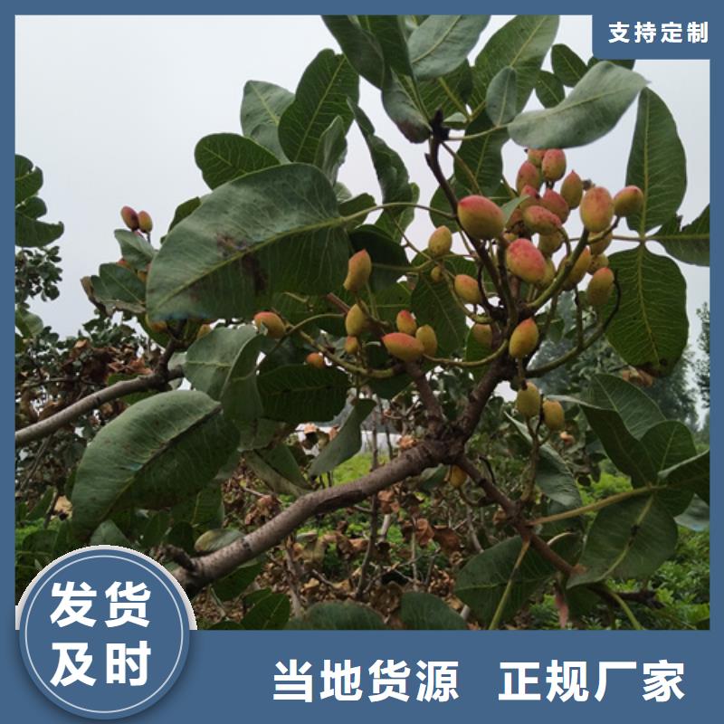 开心果,【苹果苗】品质卓越