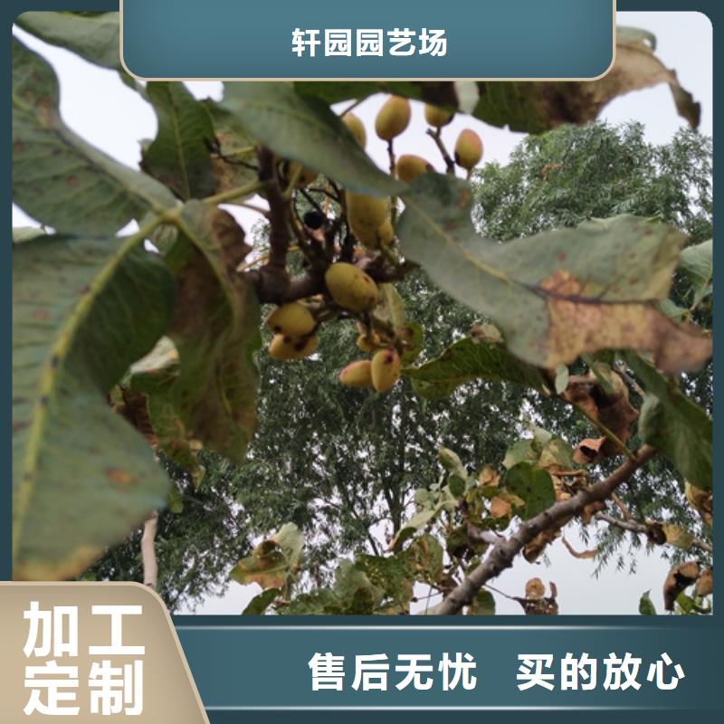 阿月浑子树苗种植技术