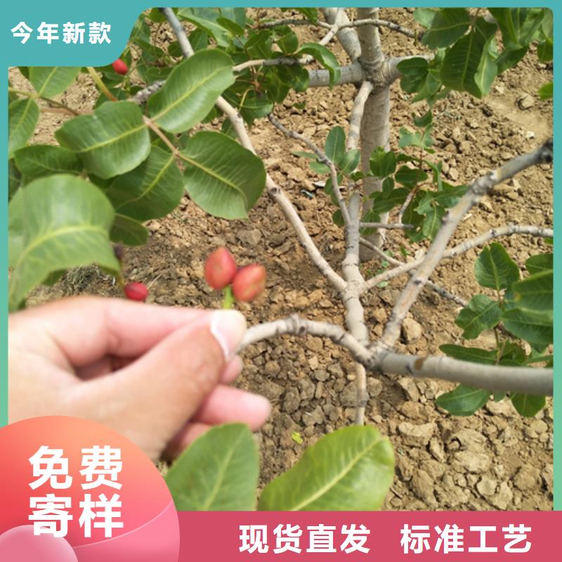 开心果树苗种植基地