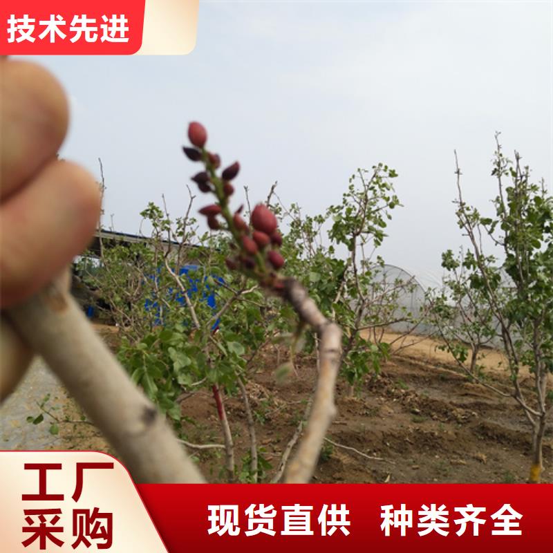 开心果适合种植地区