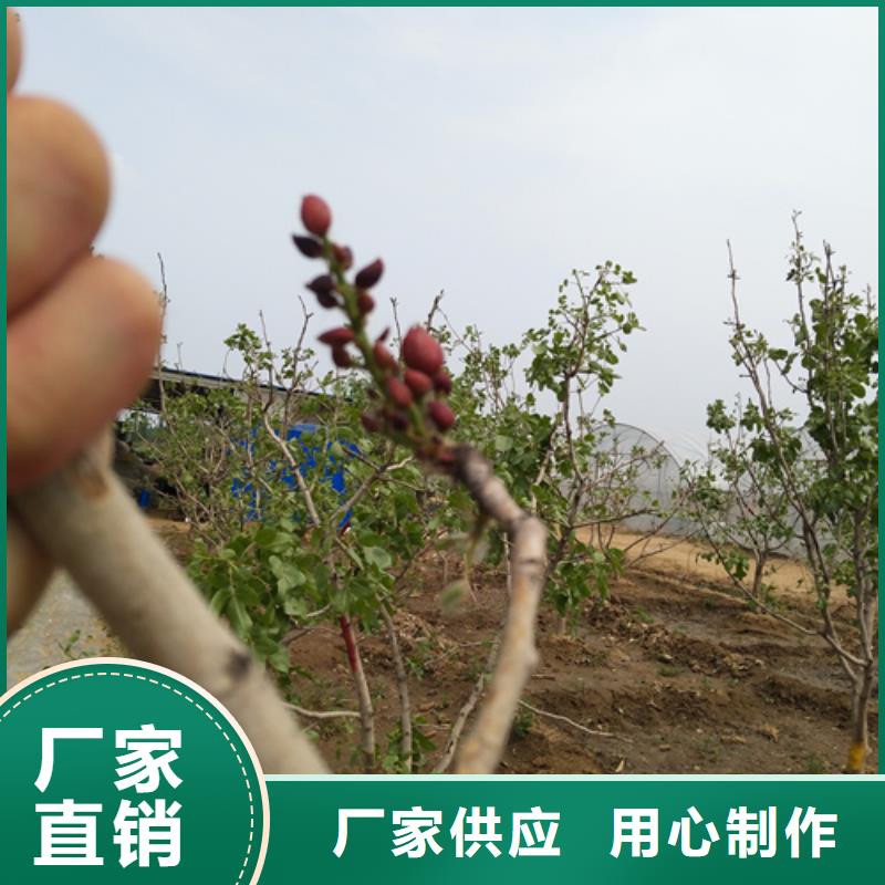 开心果树苗种植基地