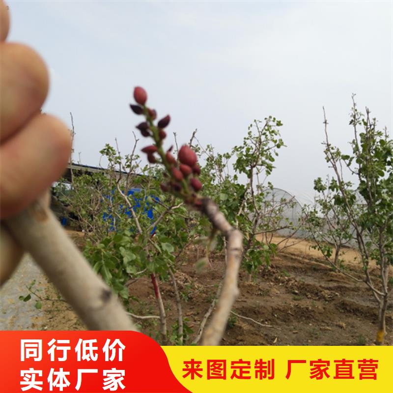 阿月浑子树苗种植管理技术