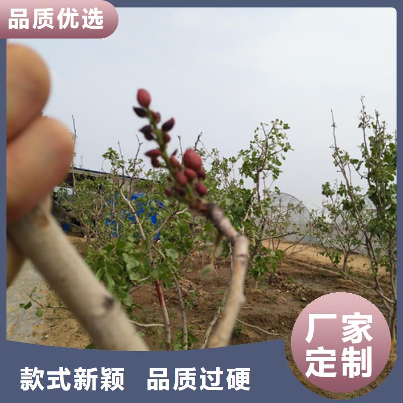 阿月浑子树苗种植基地