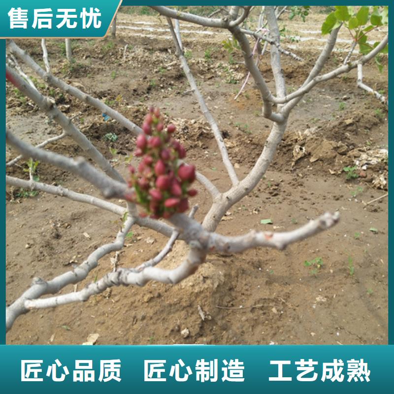 阿月浑子树苗种植技术