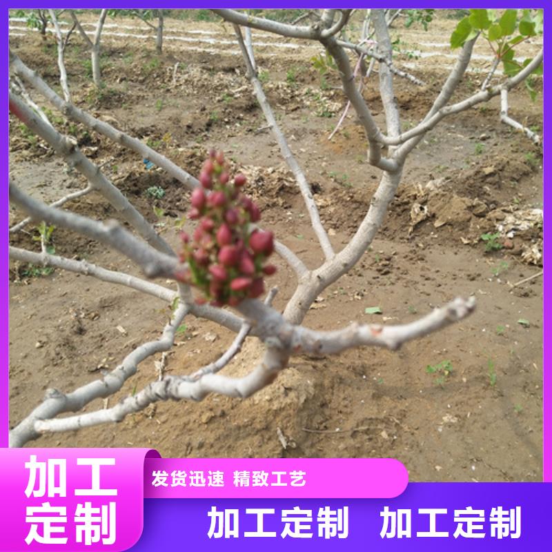 开心果苗适合种植地区