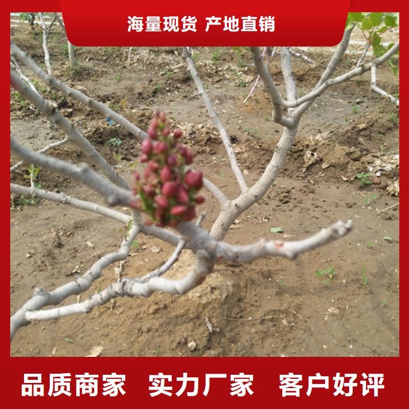 阿月浑子种植技术