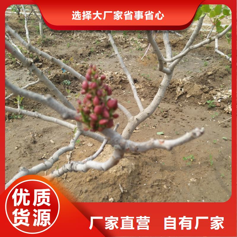 开心果适合种植地区