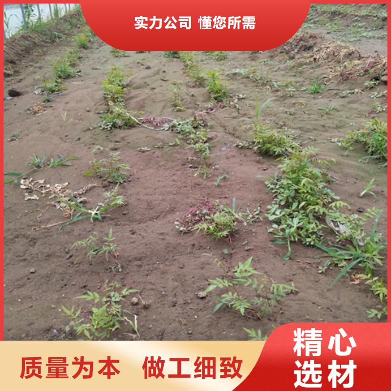 开心果树苗种植基地