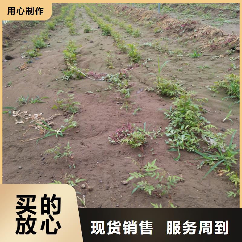 开心果苹果苗应用范围广泛