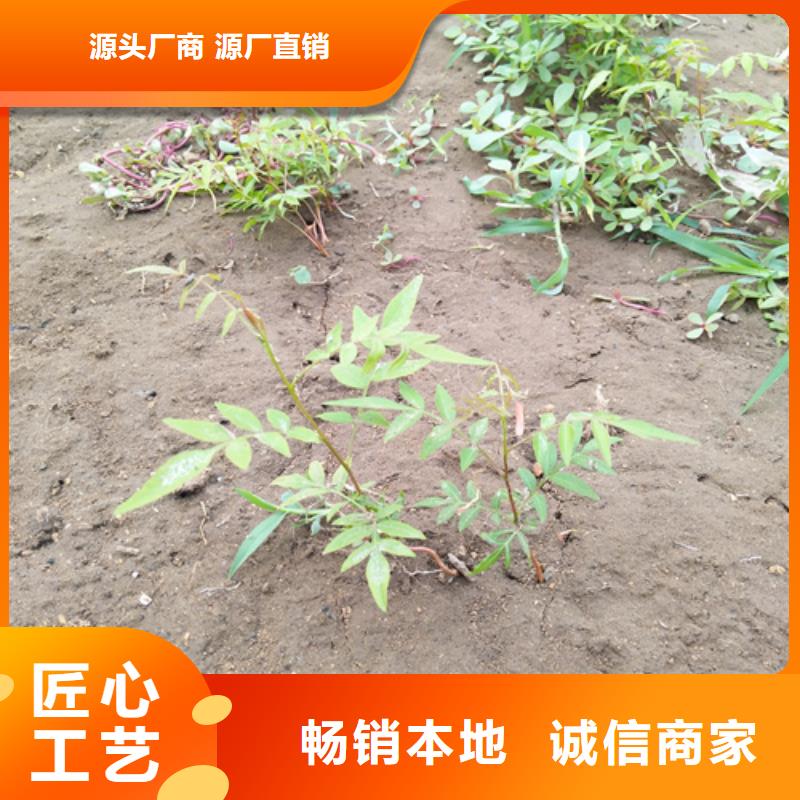 阿月浑子种植管理技术