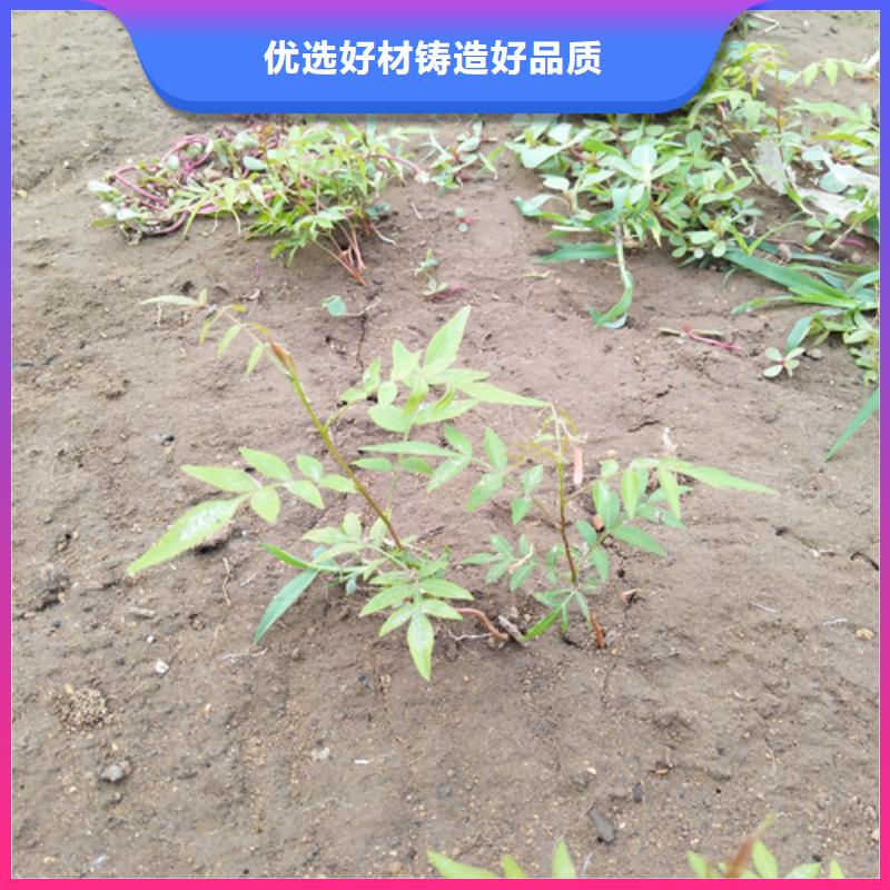 开心果适合种植地区