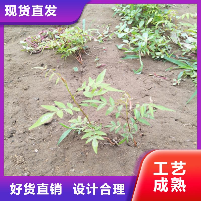 开心果苗适合种植地区