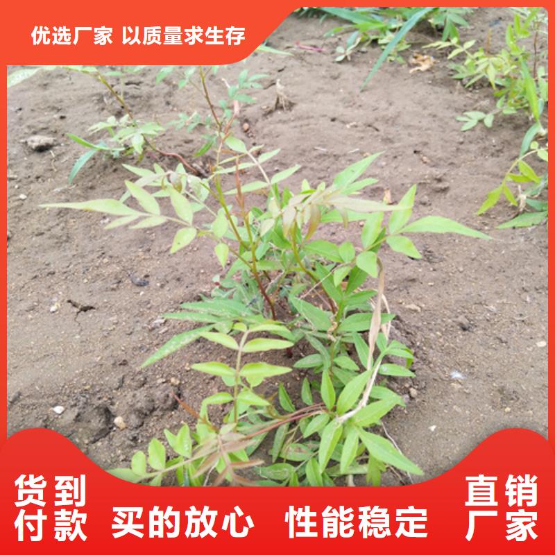 开心果苗种植基地