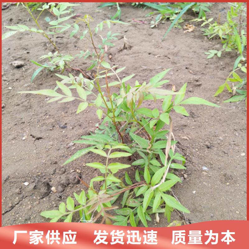 阿月浑子树苗种植基地