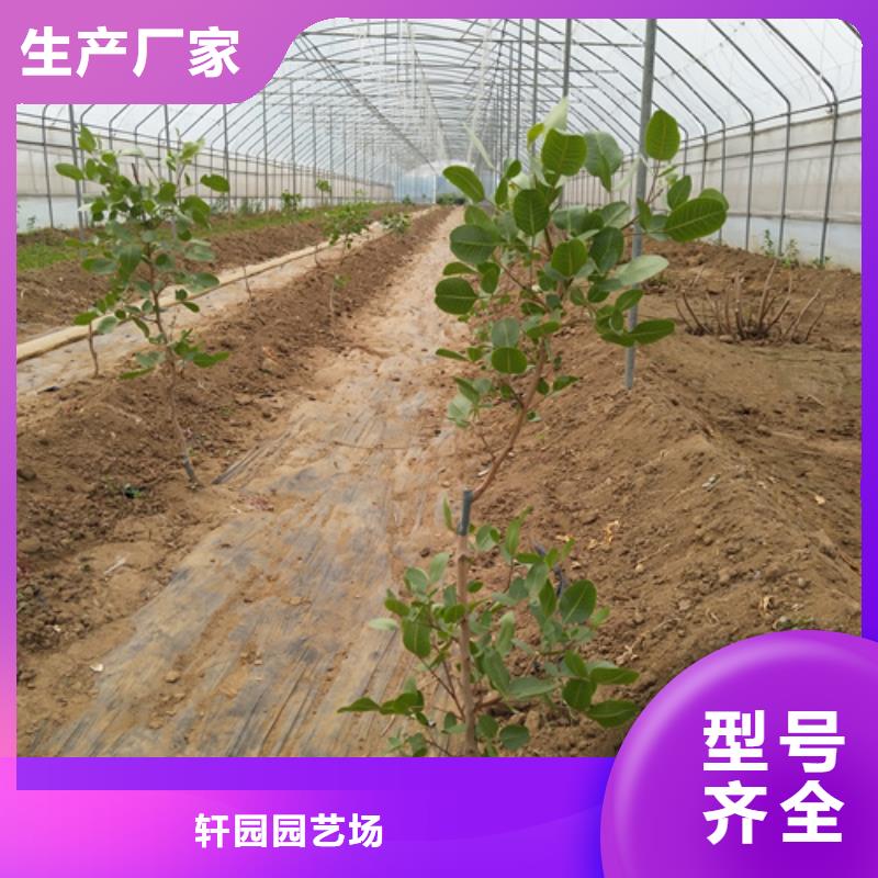 阿月浑子树苗种植技术