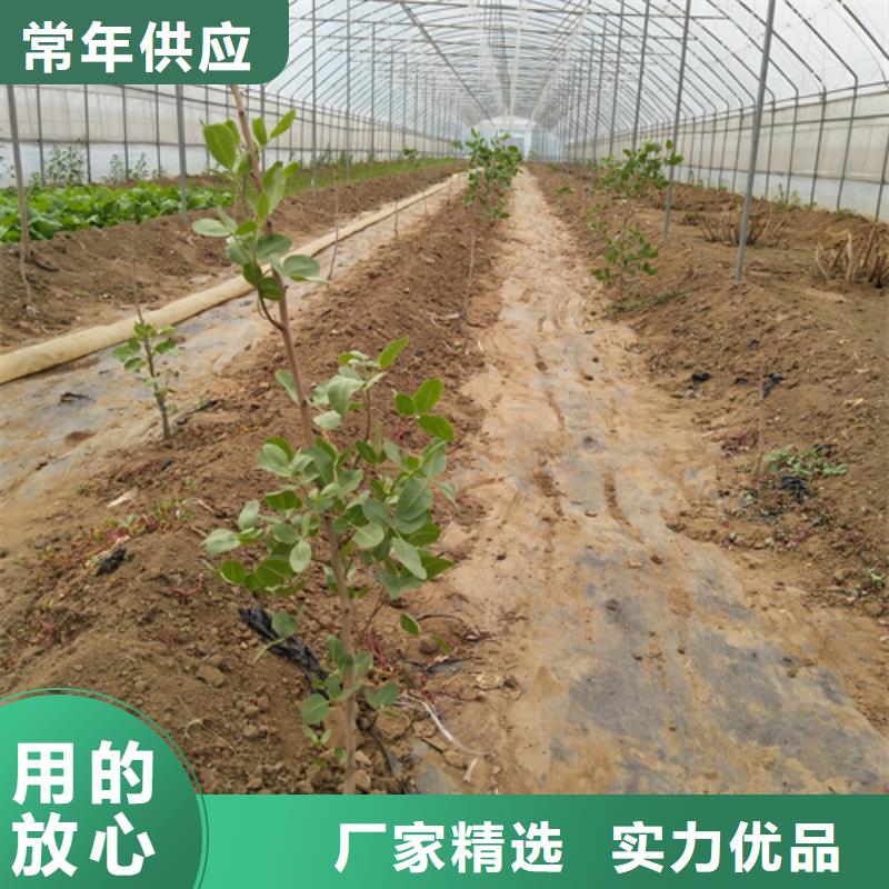 开心果树苗种植基地