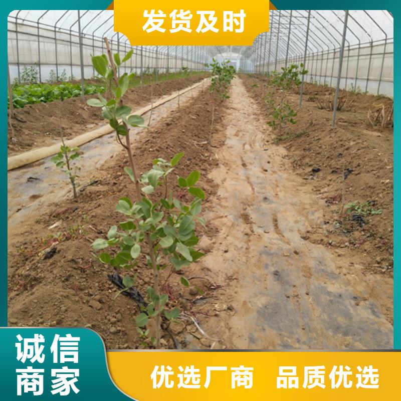 开心果树苗种植基地