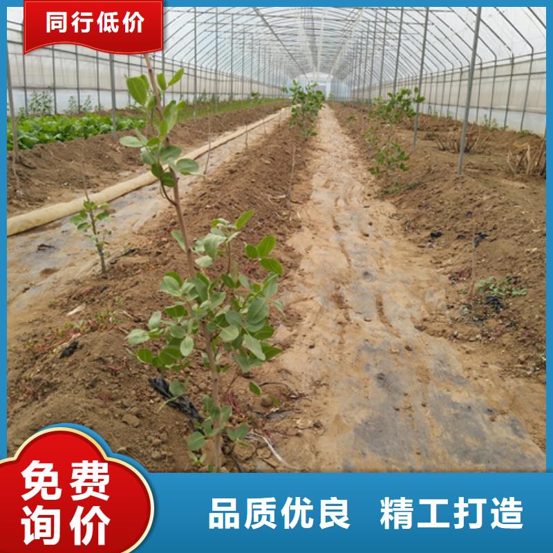 阿月浑子树苗种植基地