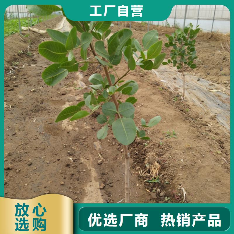 开心果树苗种植基地