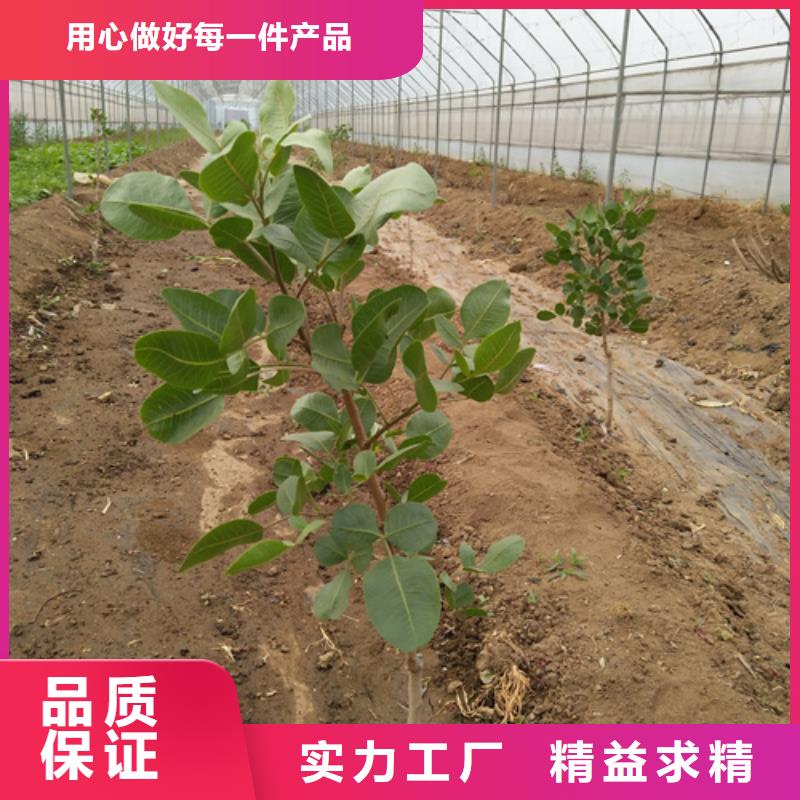 阿月浑子树苗种植管理技术