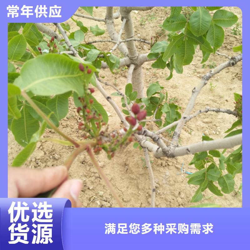 阿月浑子种植基地