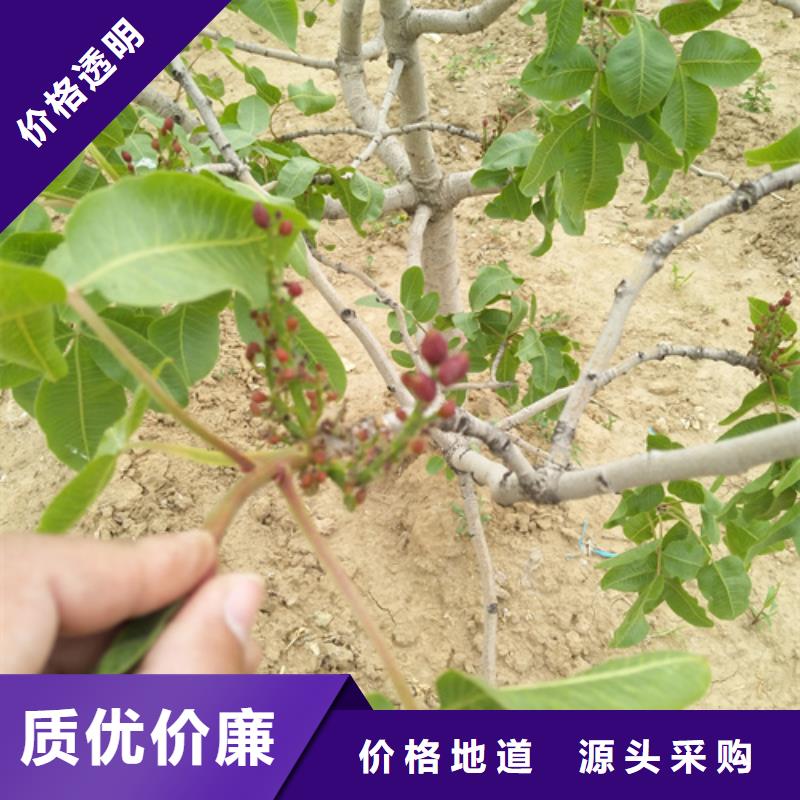 开心果适合种植地区