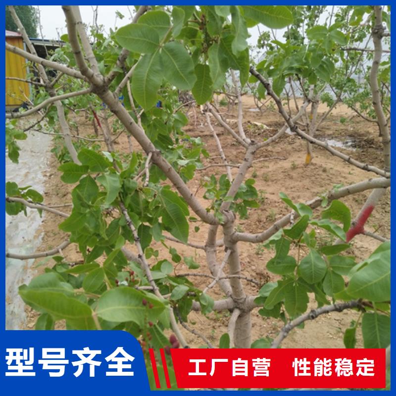 阿月浑子树苗种植基地