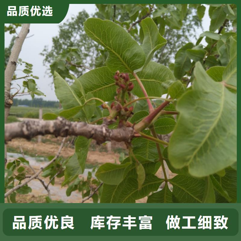 开心果树苗种植基地