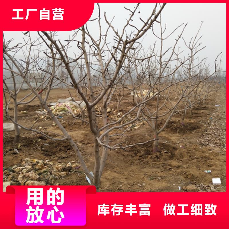 开心果,【苹果苗】品质卓越