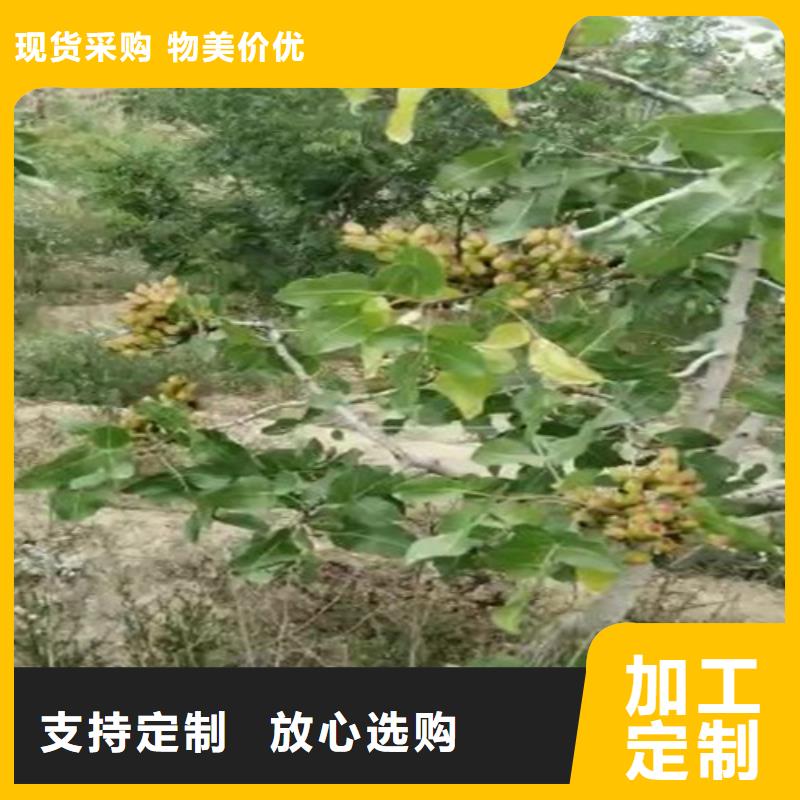 开心果苗适合种植地区