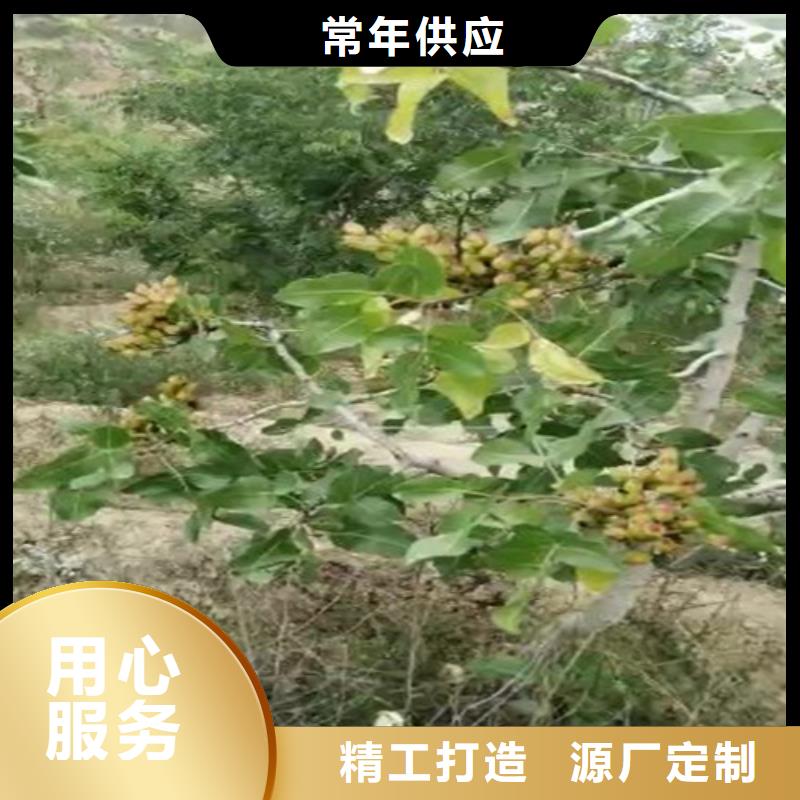 阿月浑子经济效益