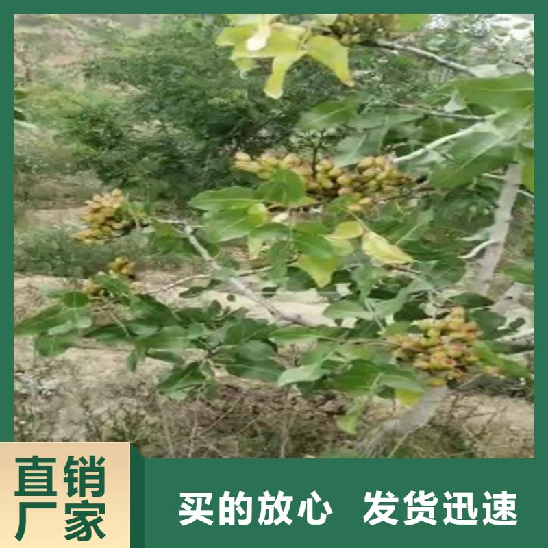 开心果种植技术