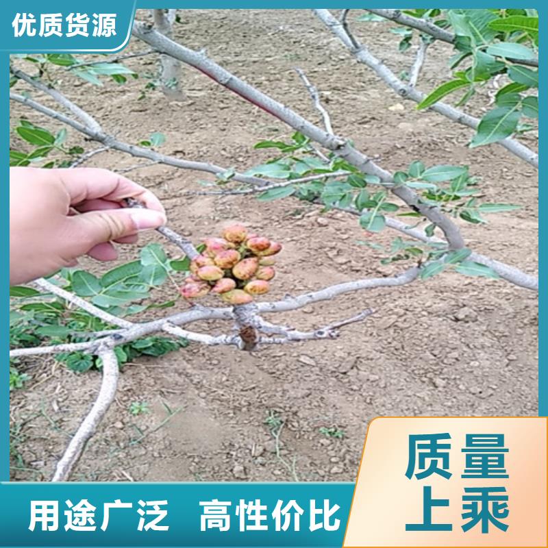 开心果,【苹果苗】品质卓越