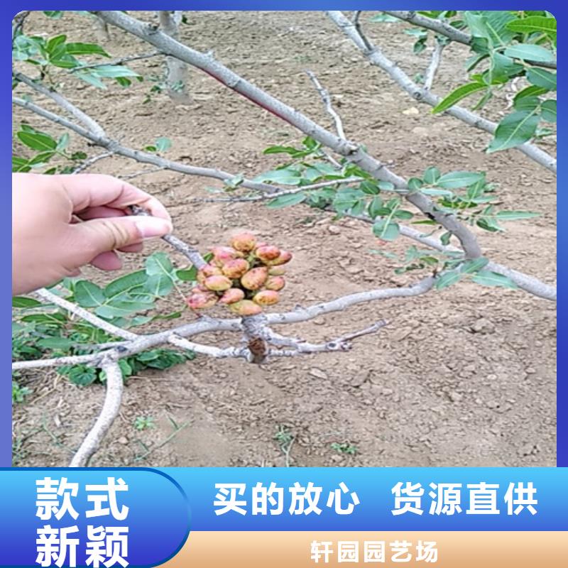 开心果适合种植地区