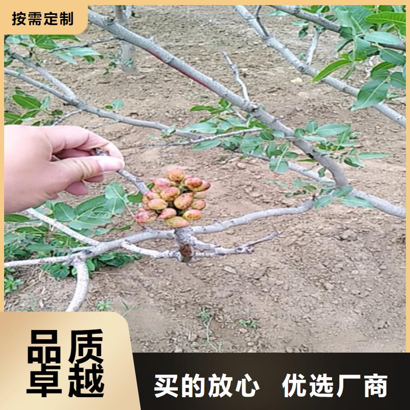 开心果苗成活率高