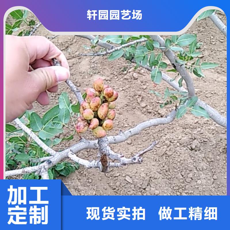 开心果树苗种植技术