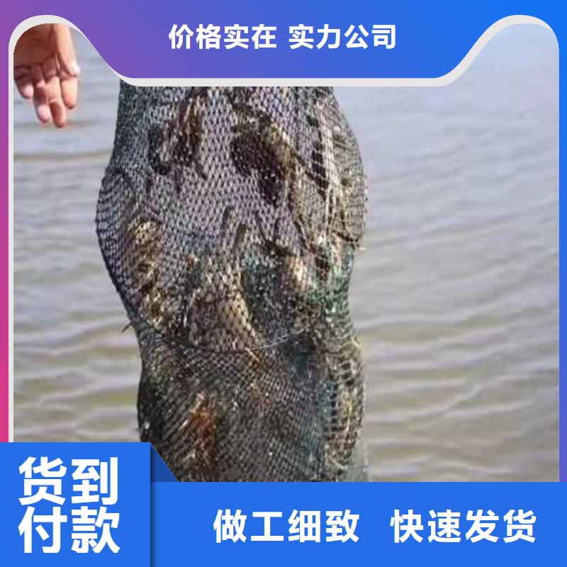 保靖阳澄湖大闸蟹膏肥肉美