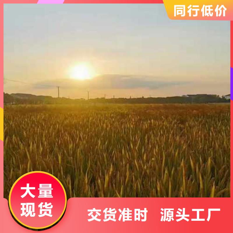 阳澄湖大闸蟹团购