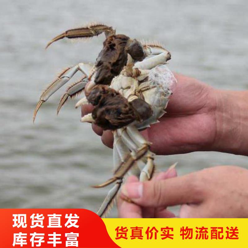 阳澄湖大闸蟹行情