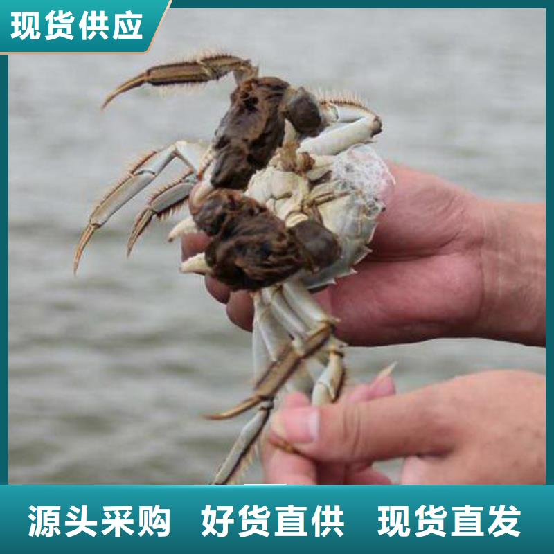 阳澄湖大闸蟹价格