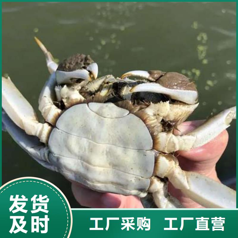 蟹阳澄湖大闸蟹几两吃品质过硬