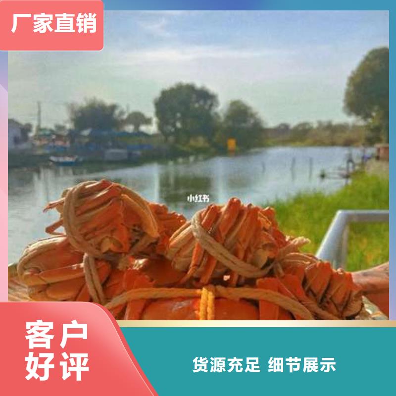 蟹阳澄湖大闸蟹几两吃品质过硬