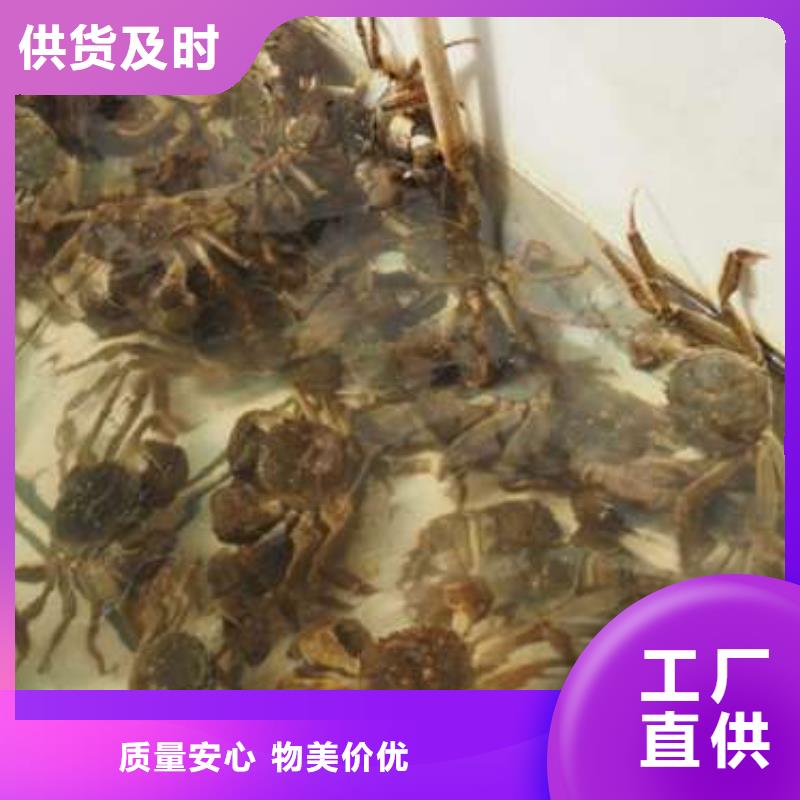 阳澄湖大闸蟹批发厂家