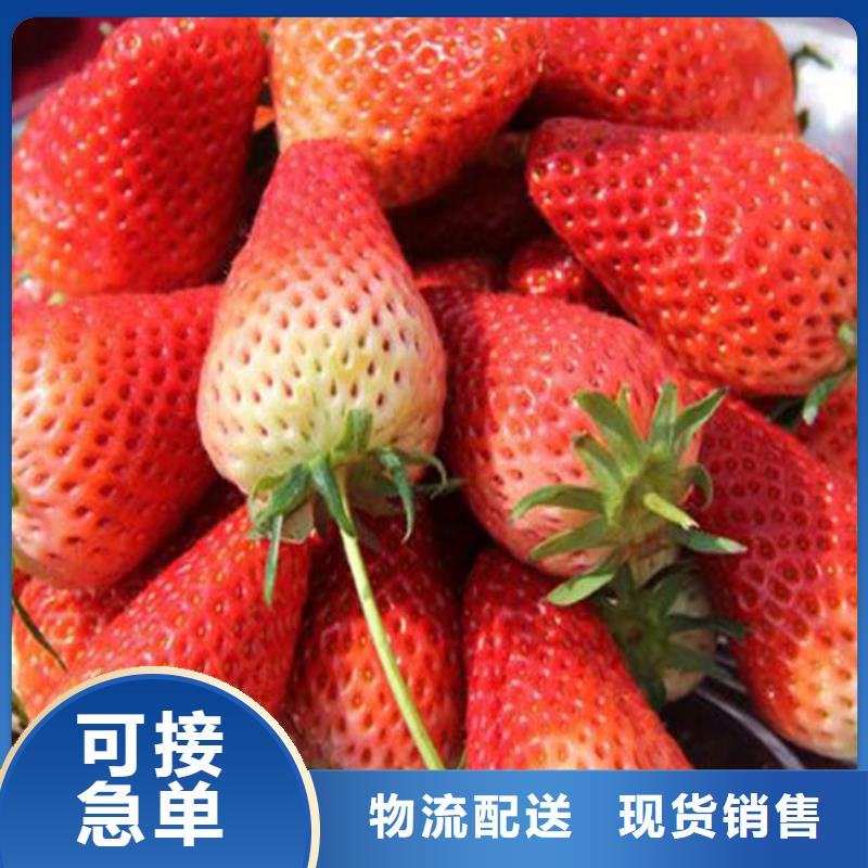 草莓苗红富士苹果树苗产地源头好货